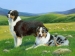 Australian Shepherd 1 Large Print