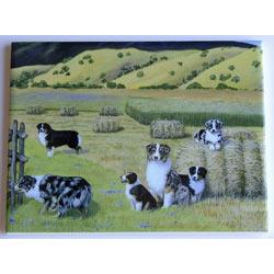 Australian Shepherd #4 - 6X8 Ceramic Picture Tile