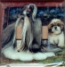 Shih Tzu Picture Double Light Switch Plate #2B