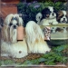 Shih Tzu Picture Double Light Switch Plate #3A