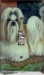 Shih Tzu Picture Single Light Switch Plate #3A
