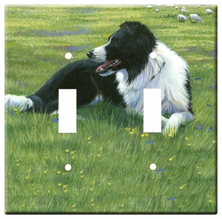 Border collie 2a-dlsp-M