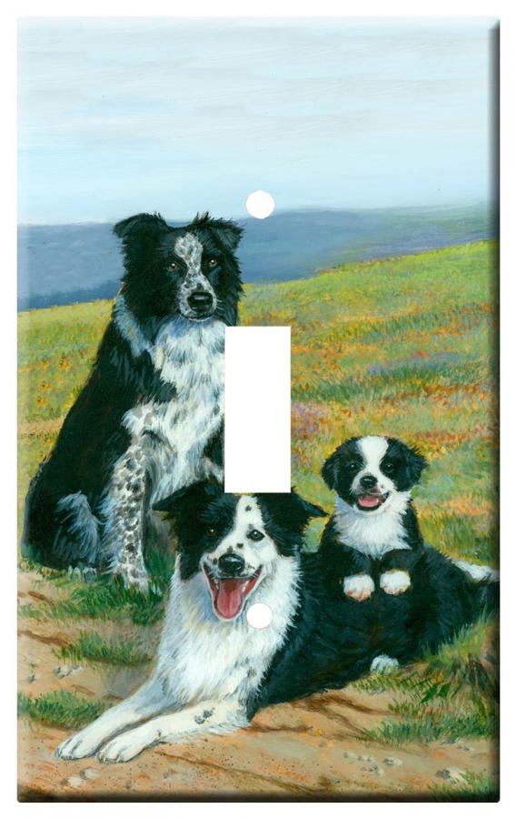 Border Collie 3b-slsp-M