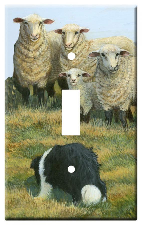 Border collie 4a slsp-M