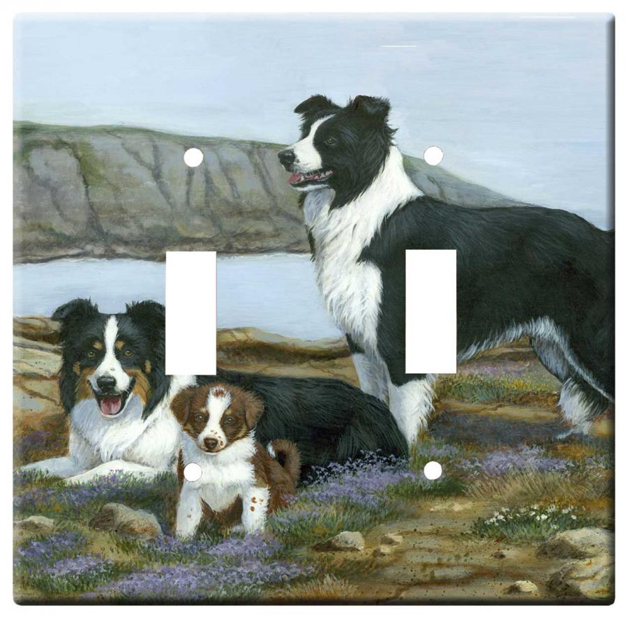 border collie 5a dlsp-M