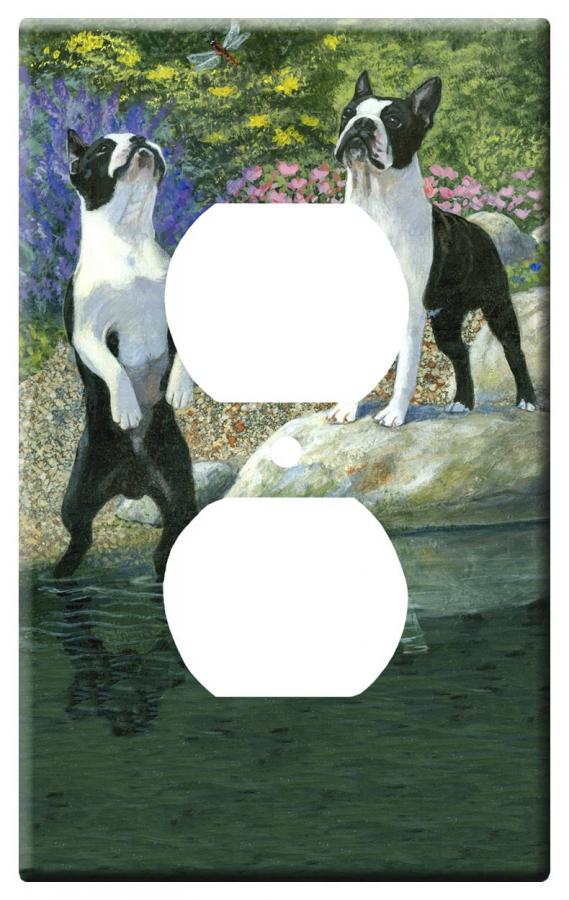 Boston terrier 1a-otlp-M