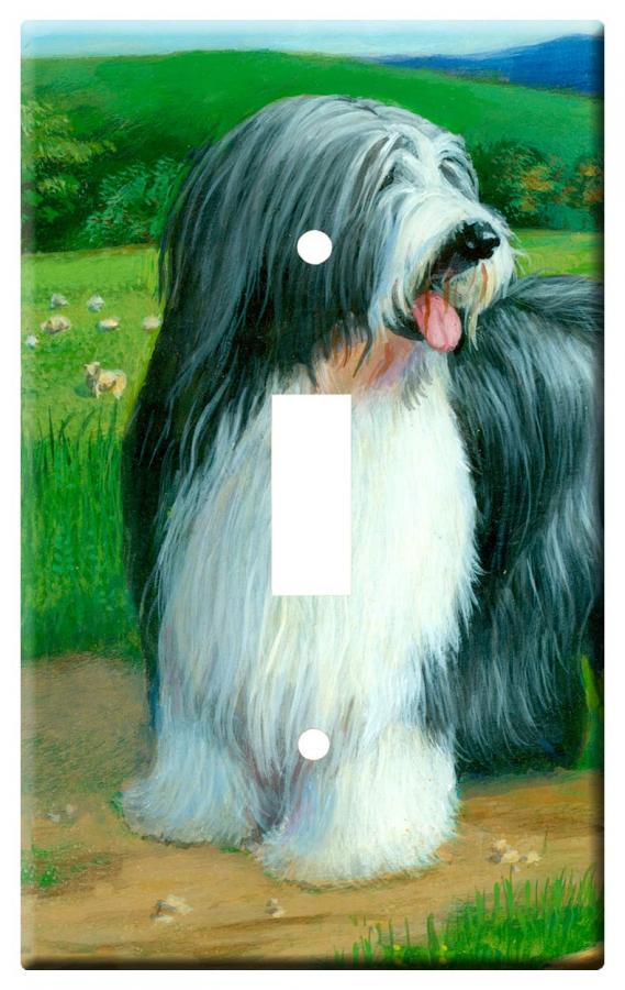 Bearded collie 5a-slsp-M