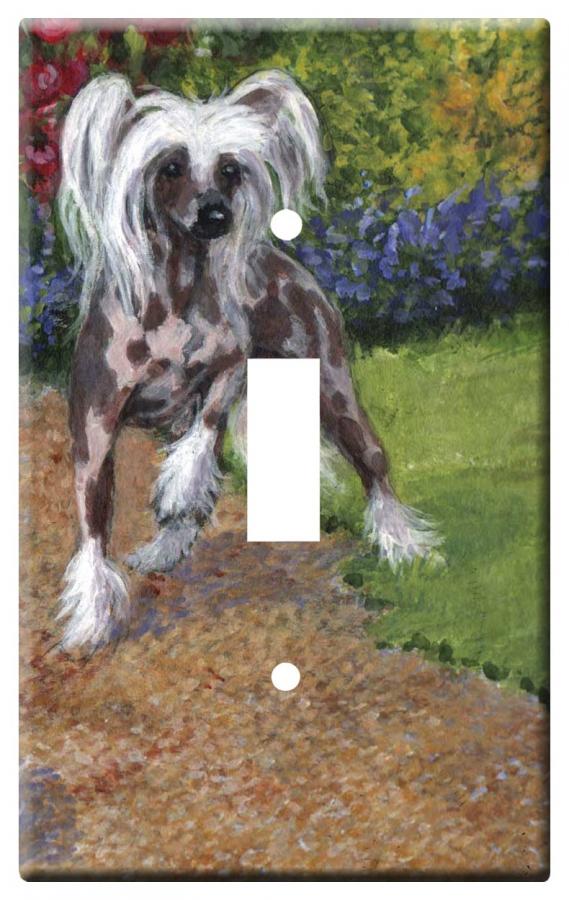 Chinese crested 1b-slsp-M
