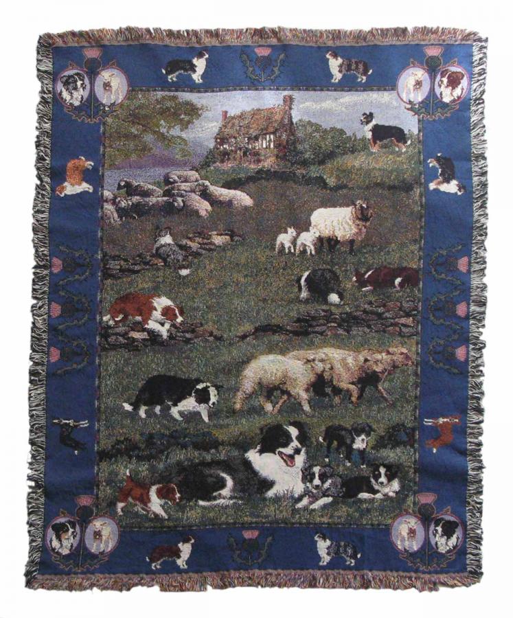 Border collie 1-trw