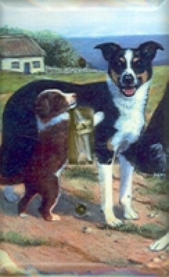 Border Collie 3A SLSP-P
