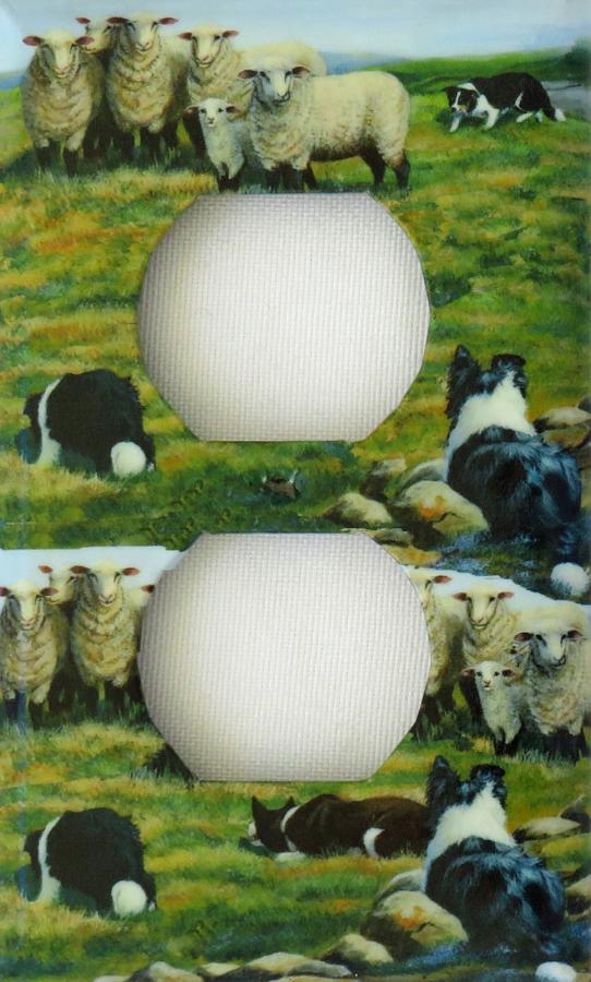 Border Collie 4A outlet-P