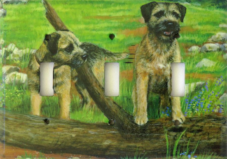 Border Terrier 1A TLSP-P