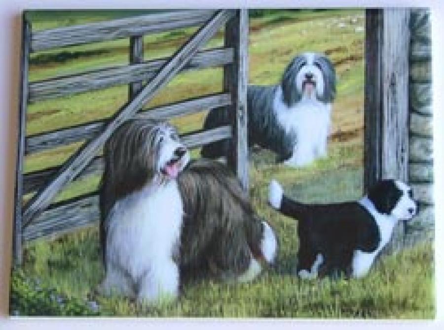 Bearded Collie #4 - 6x8 Ceramic Tile