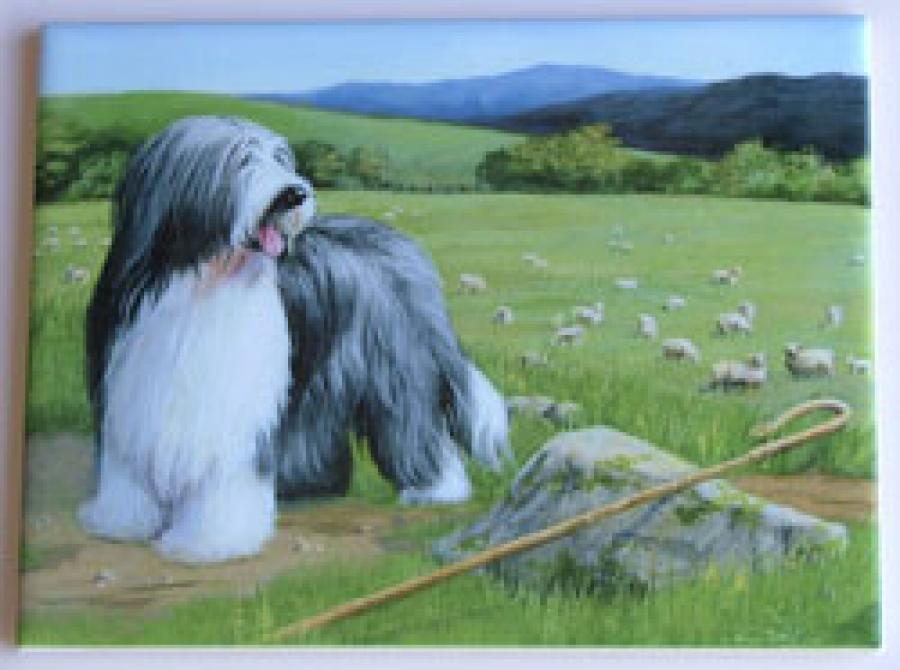 Bearded Collie #5 - 6X8 Ceramic Tile