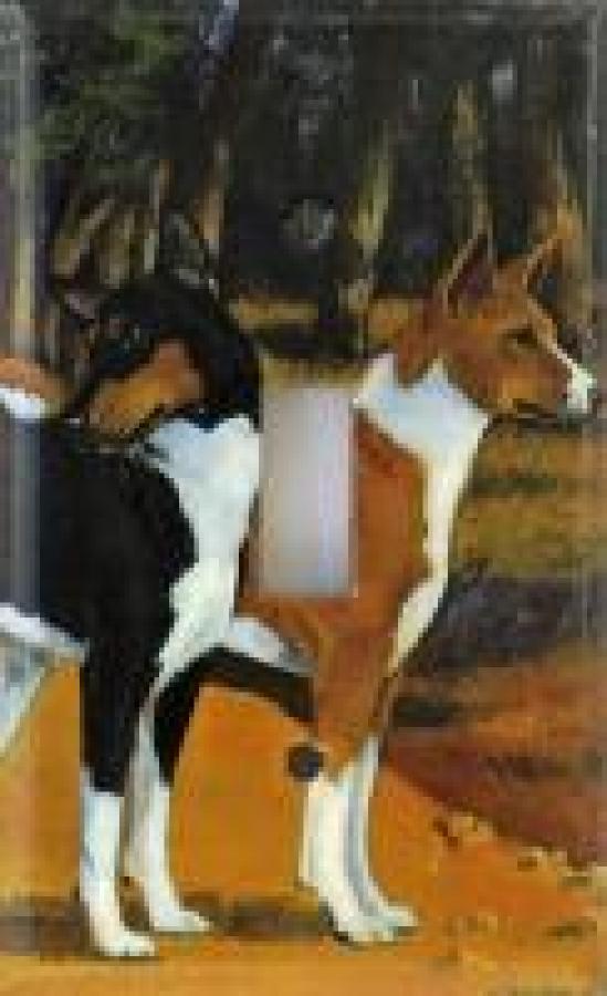 Basenji 1A SLSP-P