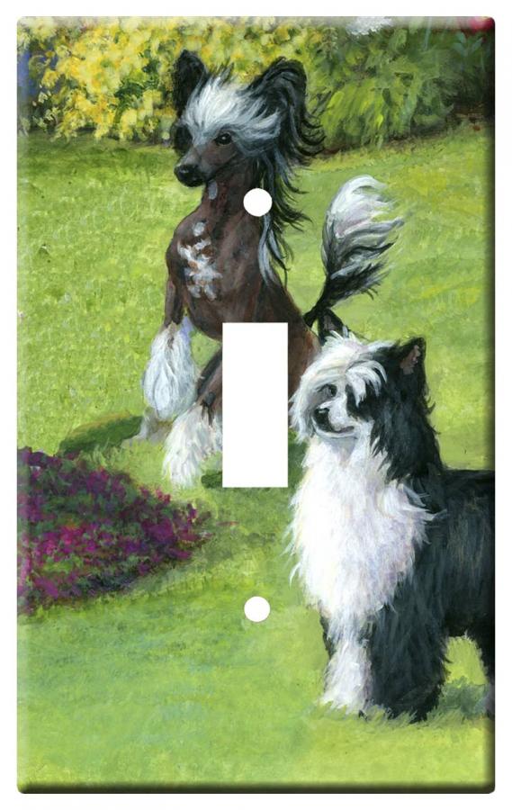 Chinese crested 2b-slsp-M