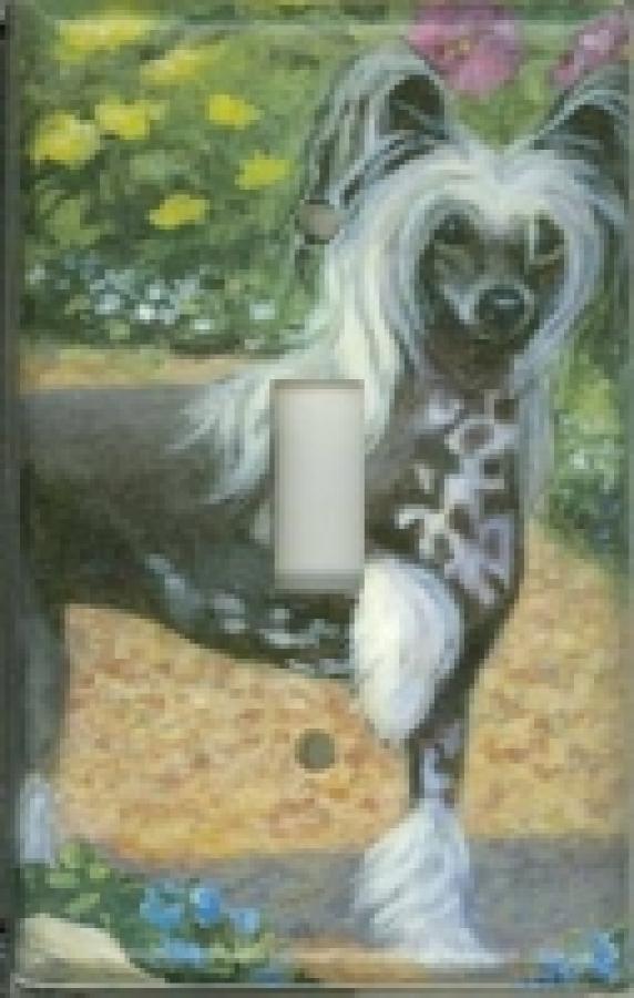 chinese crested 4B SLSP-P