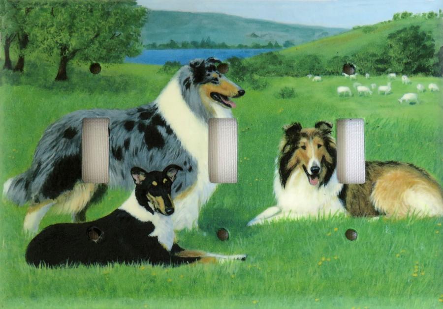 Collie 1A TLSP-P