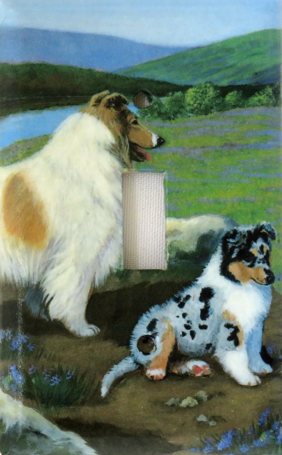 Collie 2C SLSP