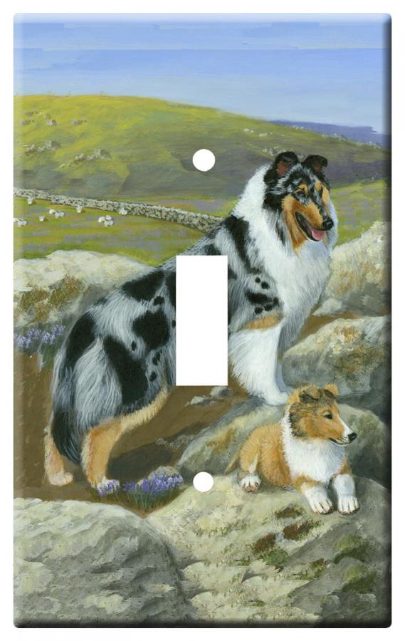 collie 3b slsp
