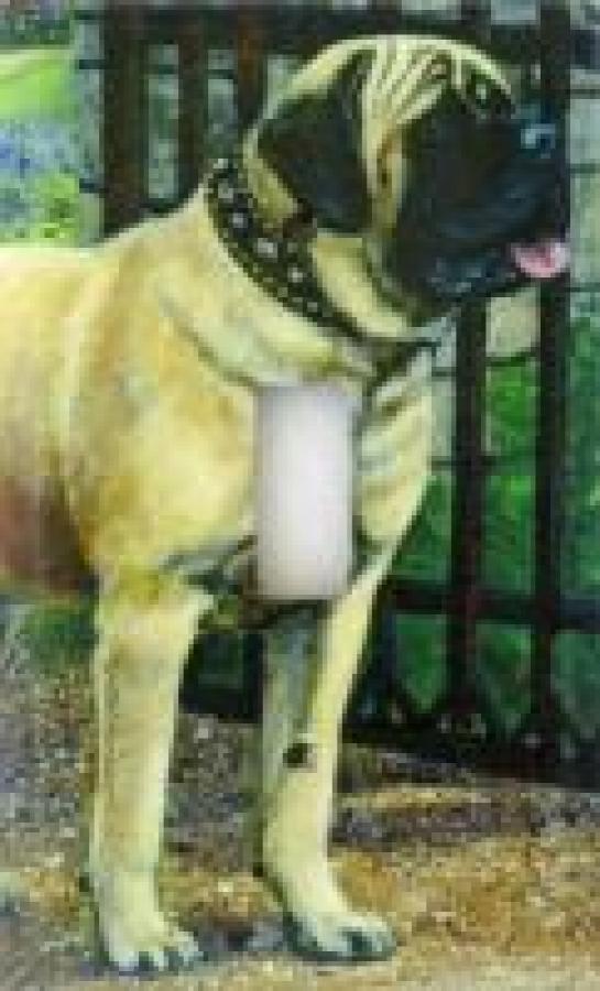 English Mastiff 2B SLSP-P
