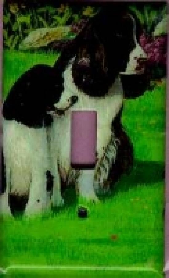 English Springer 1A SLSP-P