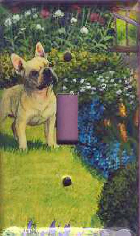 French Bulldog Picture Single Light Switch Plate #3B