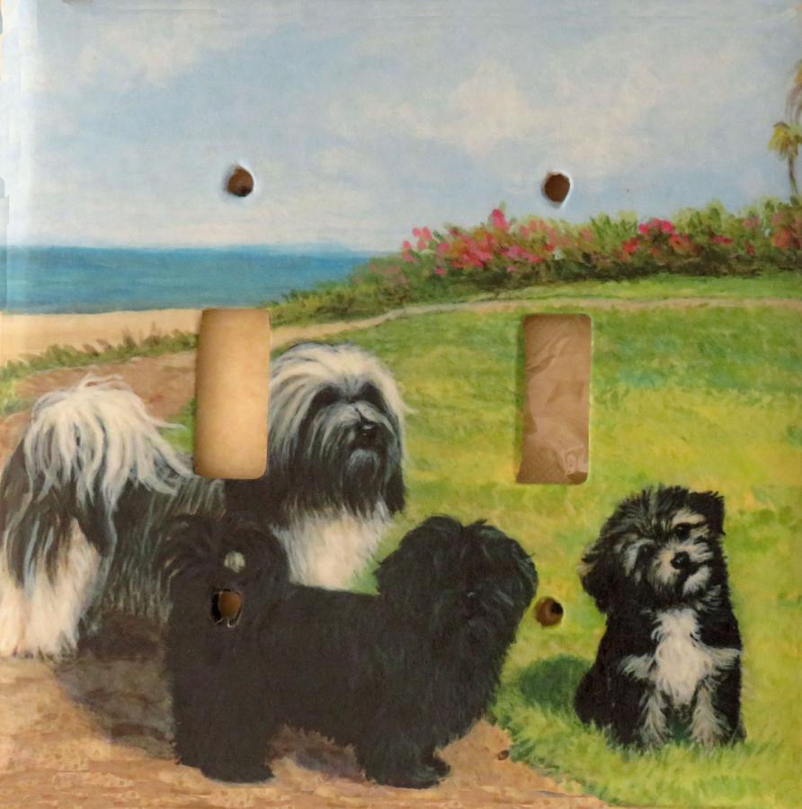 Havanese 1A DLSP-P