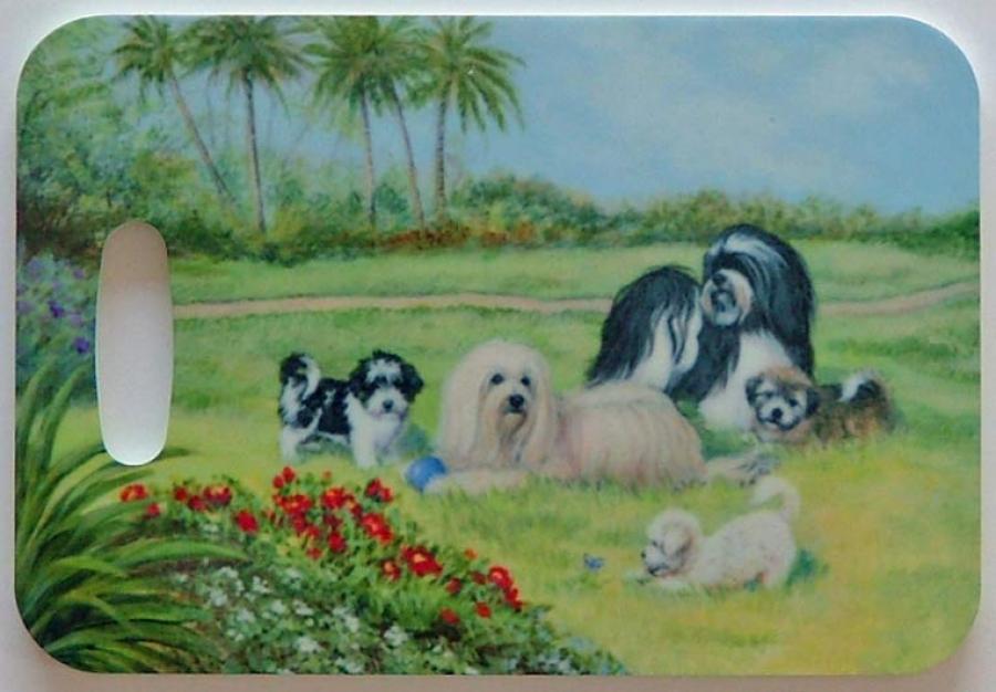 Havanese 1-LT