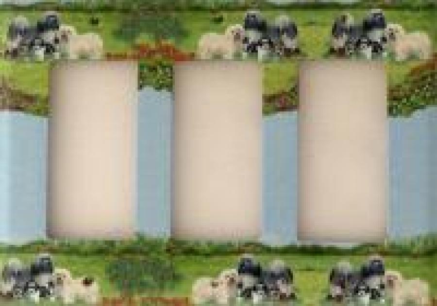 Havanese 4A RTLSP-P