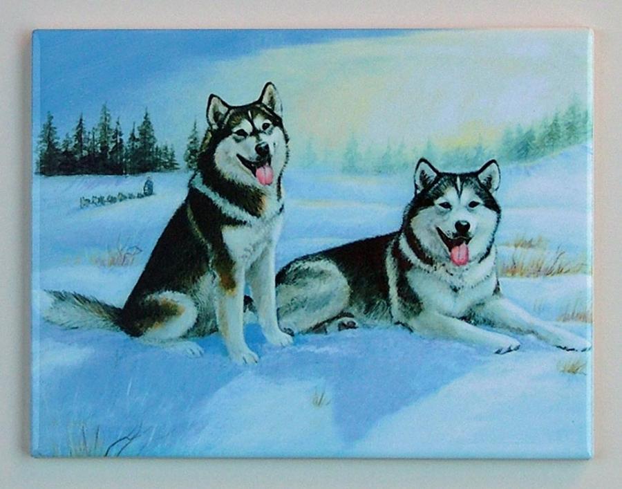 Alaskan Mal tile 1