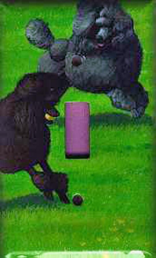 Poodle Picture Single Light Switch Plate #1B