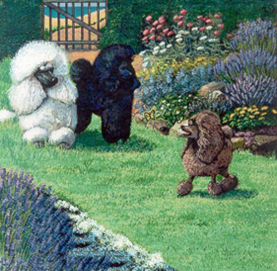 Poodle Tapestry Pillow #4