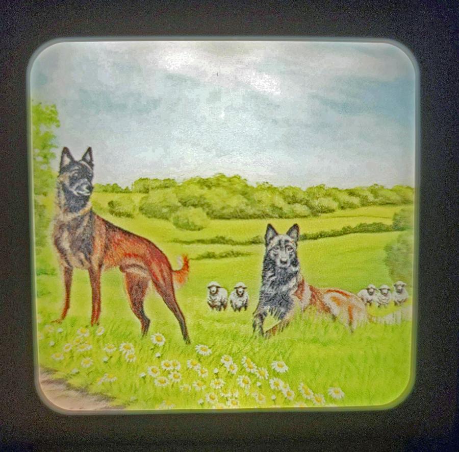 Belgian Malinois nightlight - on