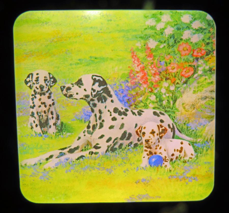 Dalmatian #2 nightlight-on