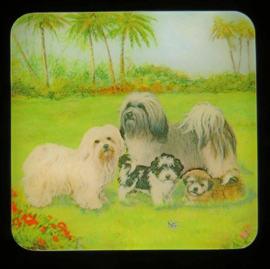 Havanese #4 nightlight-on
