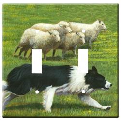 border collie 1a dlsp-M