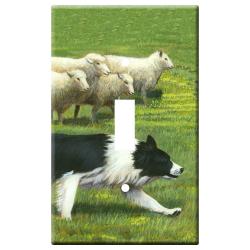 border collie 1a slsp-M