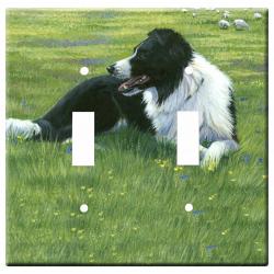 Border collie 2a-dlsp