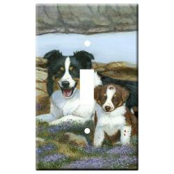 Border collie 5a-slsp-m