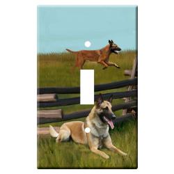 Belgian Malinois 1a-slsp-M