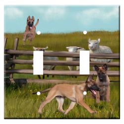 Belgian Malinois 1b-dlsp-M