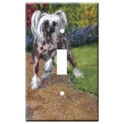 Chinese crested 1b-slsp-M