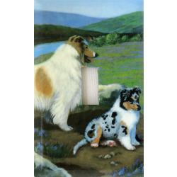 Collie 2C SLSP