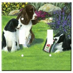 English springer 1C dlsp-M