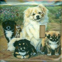 Tibetan Spaniel Picture Double Light Switch Plate #2B